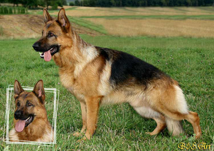 Zdj�cie pochodzi ze strony: http://www.pedigreedatabase.com/gsd/pedigree/420901.html